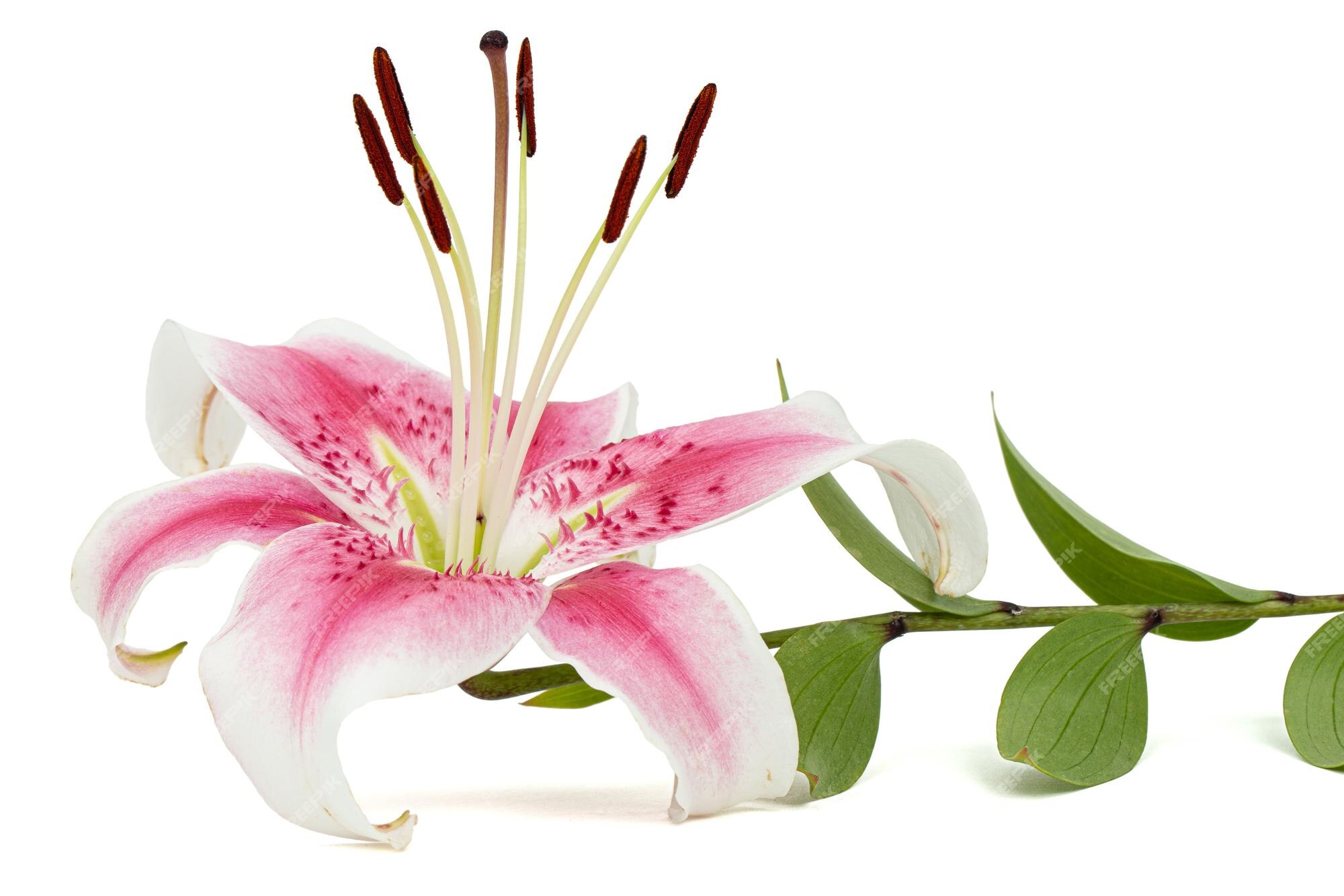 Lillyflower200: A Blooming Marvel in Your Garden