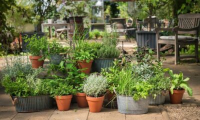 Green Thumb Delights: Top Herbs for Your Home Garden