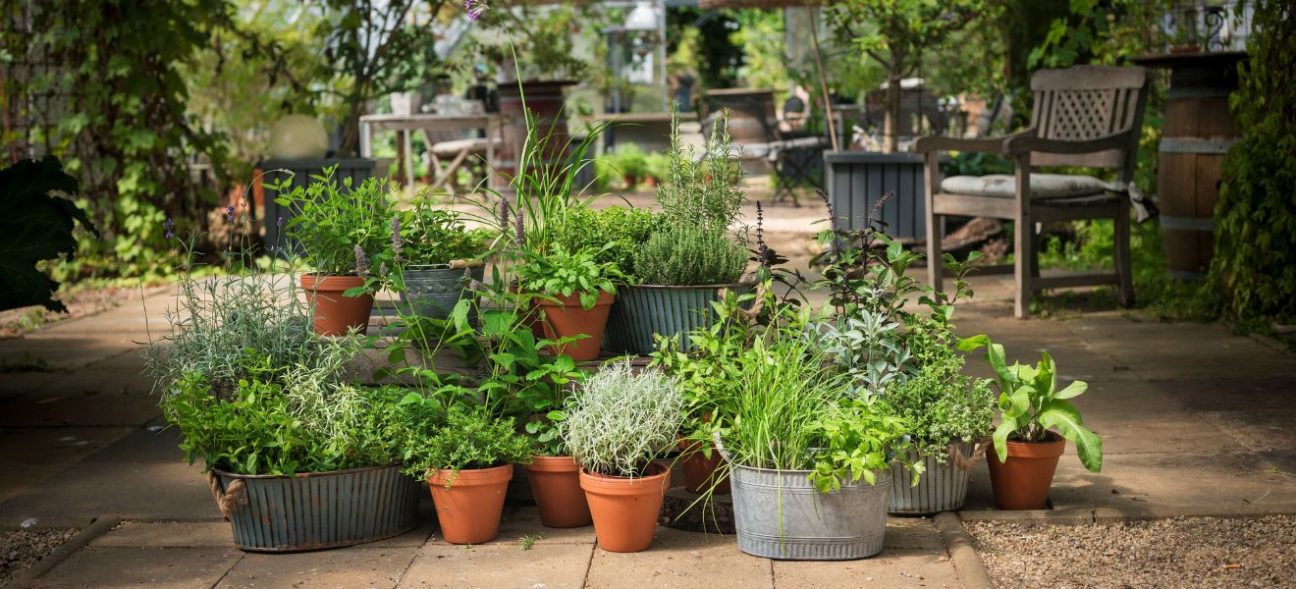Green Thumb Delights: Top Herbs for Your Home Garden