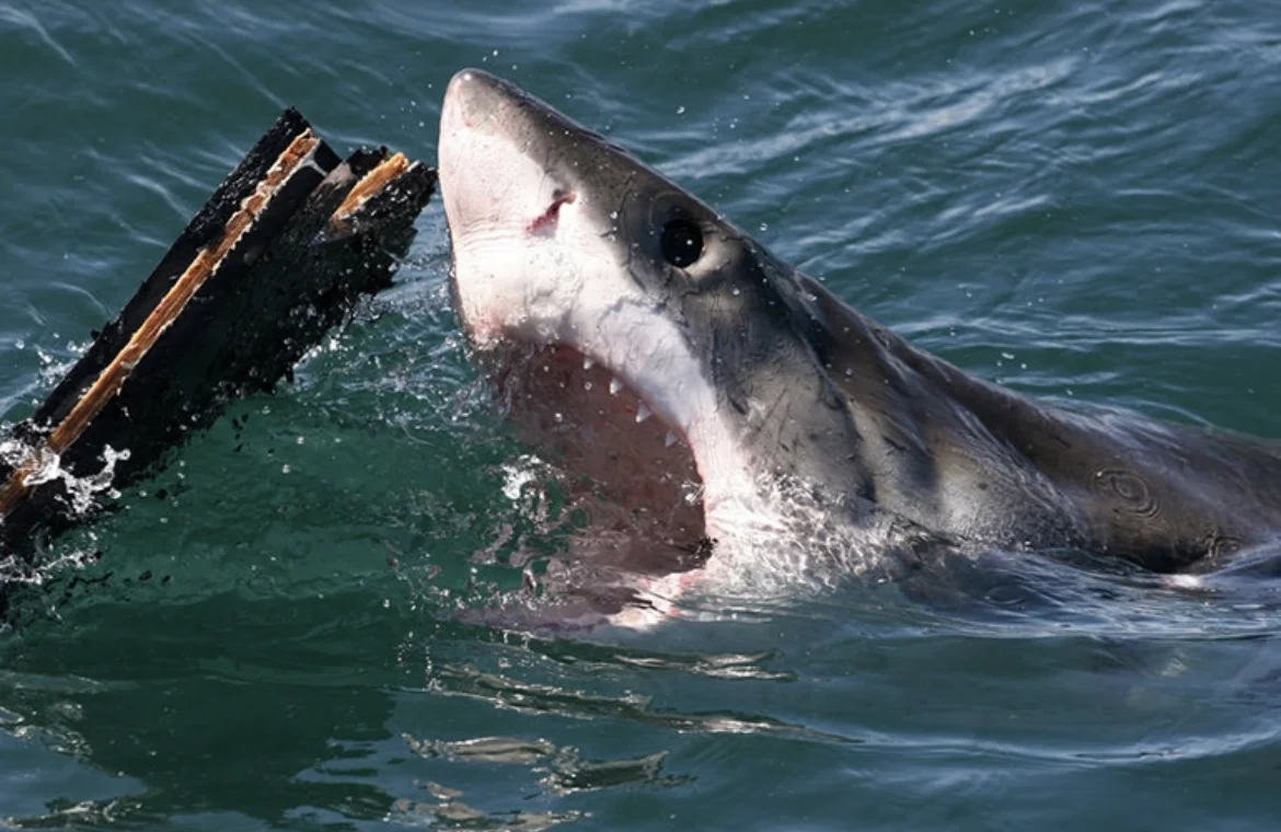 Hilton Head Island Shark Attacks: A Comprehensive Guide