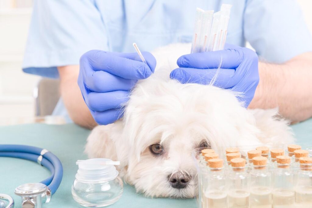 Tips for Finding the Right Veterinary Acupuncturist for Your Pet