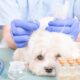 Tips for Finding the Right Veterinary Acupuncturist for Your Pet