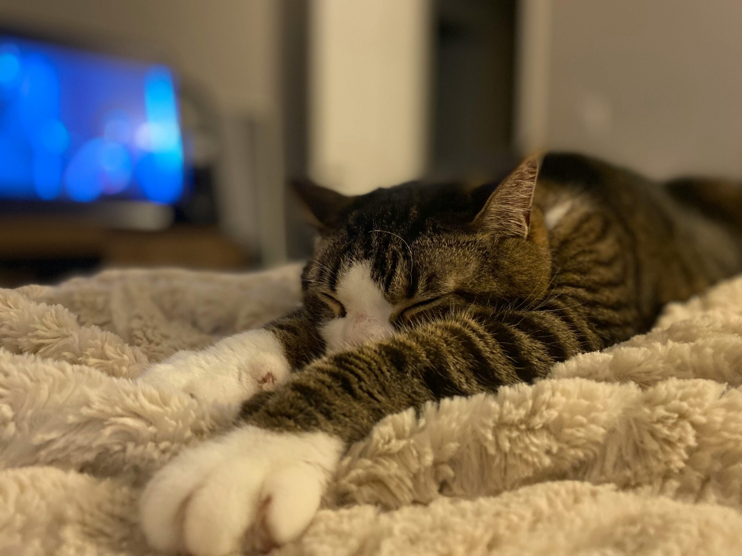 Cat Parts: A Complete Guide to Understanding Your Feline’s Anatomy