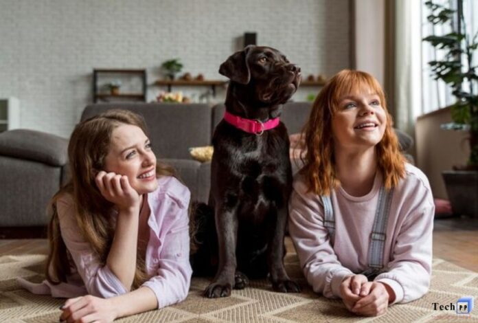 Pet5ardas com – Lifestyle, Pets & Trends in the Digital.